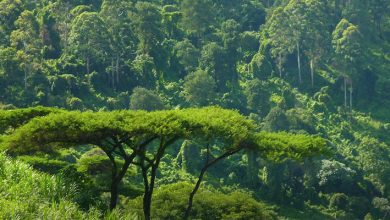 The 10 Largest Forests on Earth